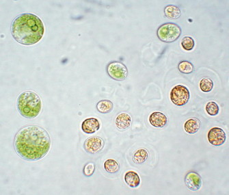 Битва с «зеленой» водой: готовимся к весне