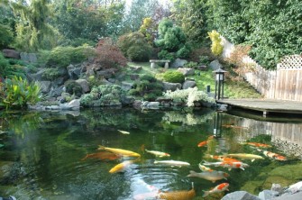 Предложение по карпам кои, а также помощь в организации бизнеса по разведению карпов кои