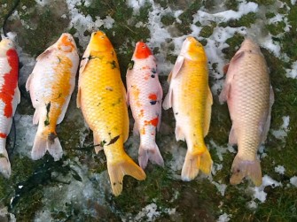 Предупреждение: гибель рыбы зимой