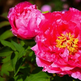 2012 Всеяпонская кои выставка — Призеры Ботан