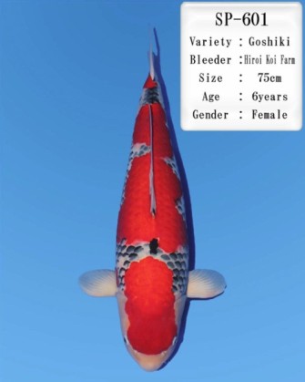 Самая дорогая рыба на последнем аукционе Дайничи