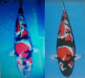 Шова от Дайничи — Гранд Чемпион 2012