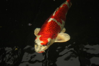 Сенсация: самый большой в Украине усатый уже у нас!