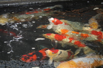 А как зимуют ваши карпы кои?