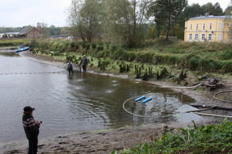 Водяные растения из Голландии: заказ, цены, виды