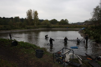 Облов двухлеток на ферме Йошикигой