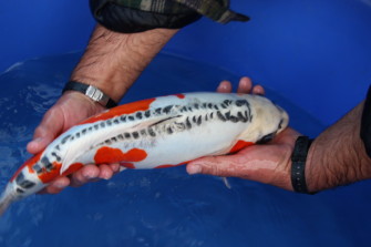 Визит на ферму Йошикигои и с наступающим!