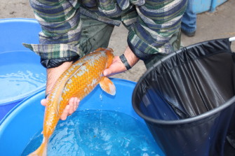 Выставка Wakagoi 2012 покорена брутально красивой санке