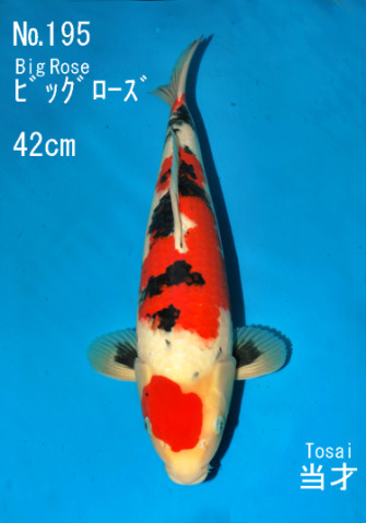 Аукцион на ферме Сакай (Sakai FF) 22 марта 2012 года