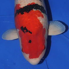 Основные награды на Интеркои 2012