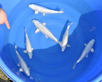 Платиновый огон