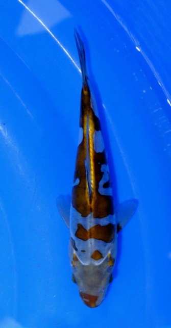 Дойцу очиба