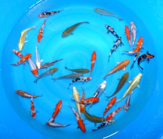 Первая селекция кохаку и санке