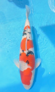 Senior Tategoi (Yoshikigoi farm)
