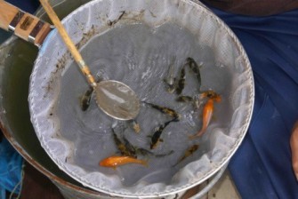 Татэгой на ферме Йошикигой — третья селекция