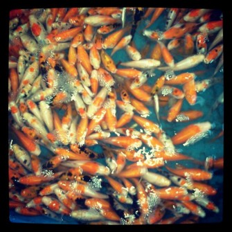 Урожай 2012: продолжение возни с мальками