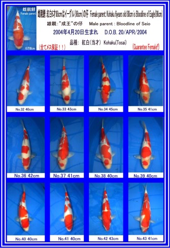 Три самых больших кои аукциона в Японии за 5 дней