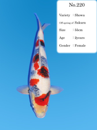 Результаты аукциона Дайничи