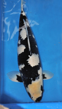 Широ уцури, 64 см, октябрь 2012 - 2