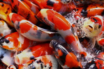 Сеголетки кои продолжают расти