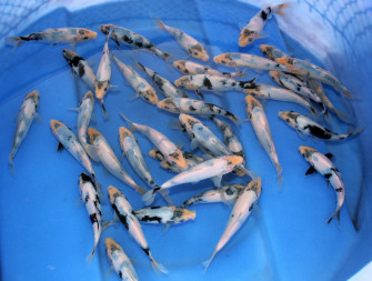 Омосако широ уцури 2012