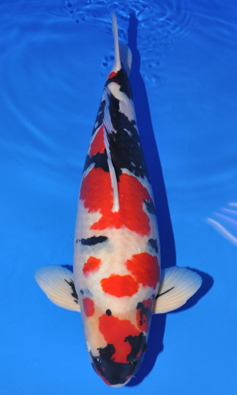 Чемпионы Kokugyo на Всеяпонской выставке кои 2013