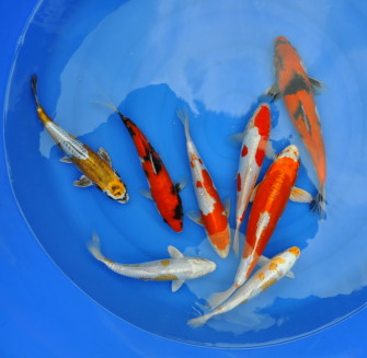 Продажа карпов кои — сезон 2013 (цены, породы, размеры)