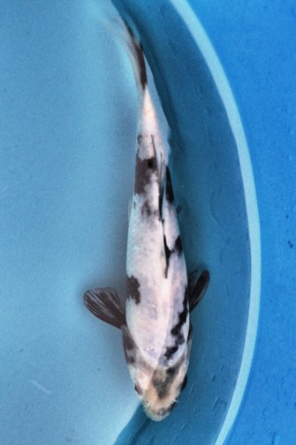 Широ-шова аукцион