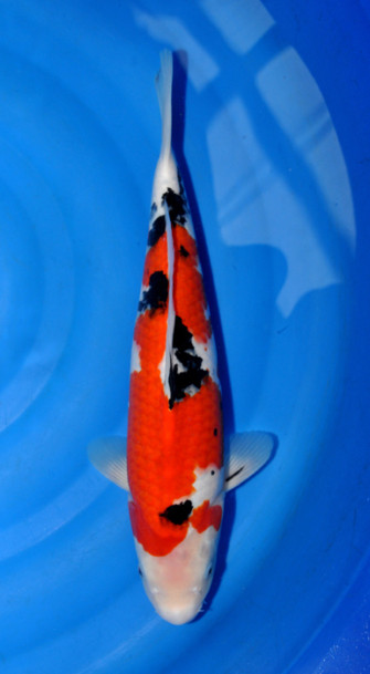 Йошикигой нисай 2013