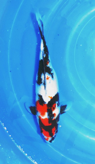 Несколько фотографий карпов кои