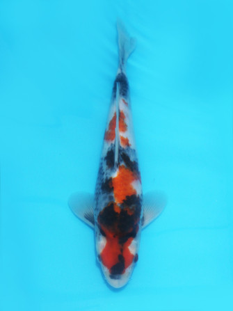 Результаты жеребьевки шова Дайничи