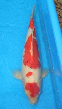 Годовичок санке (Момотаро) 50 см в апреле (11 месяцев) - самец