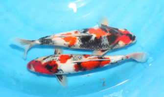 Дайничи в Украине