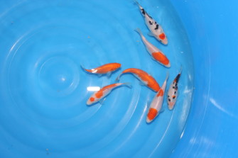 Весенние дела у карпов кои