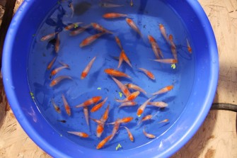 Вторая селекция мальков карпов кои