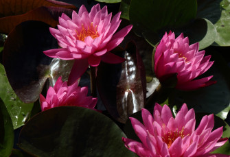 Наши нимфеи