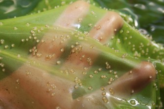 Нерест уцури