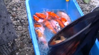 Облов двухлеток — урожай 2013 года