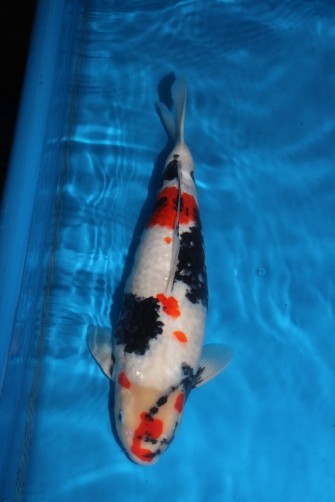 Ферма Момотаро — колыбель будущих чемпионов