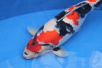 Очередной рекорд на аукционе в Дайничи