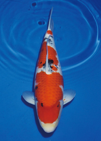 Новости с аукциона Момотаро