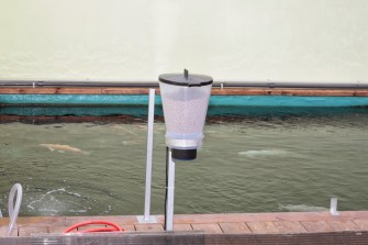 Кормление карпов осенью