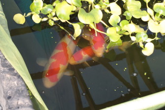 Разведение карпов кои 2.0 — часть I