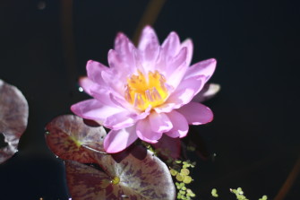 Siam Purple зацвела