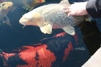 Советы по кормлению кои от Футоши Маруяма