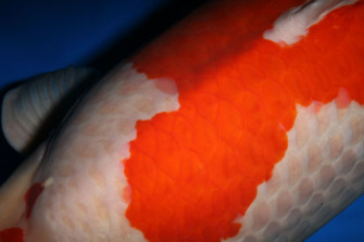 Марутэн, кива, саши…