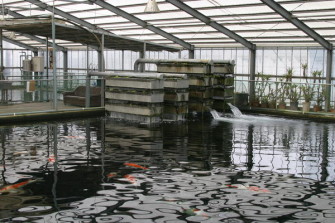 Может ли взрослая рыба продолжать расти?