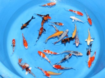 Дешевая рыбка — неплохая юшка