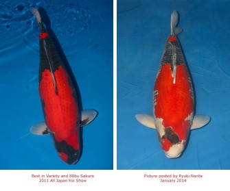 Минума гошики