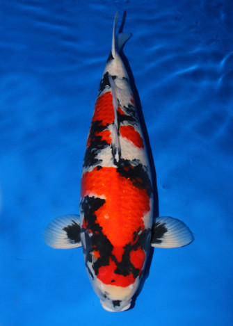 Аукцион годовичков Момотаро